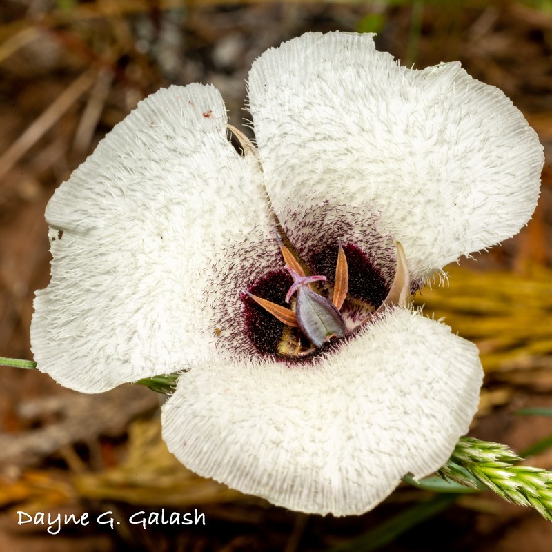 Calochortus umpquaensis subsp. confertus photo 4