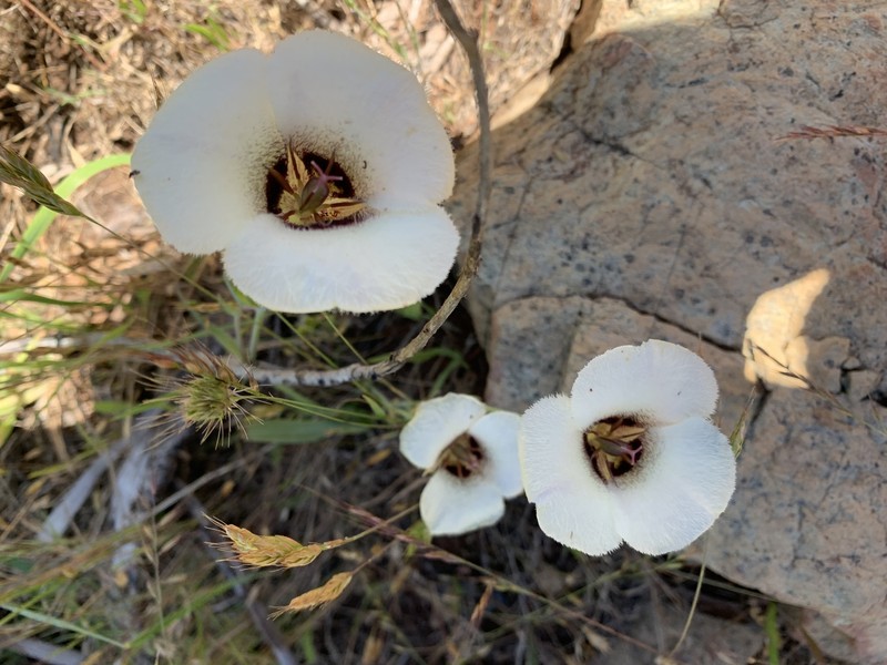 Calochortus umpquaensis subsp. confertus photo 5