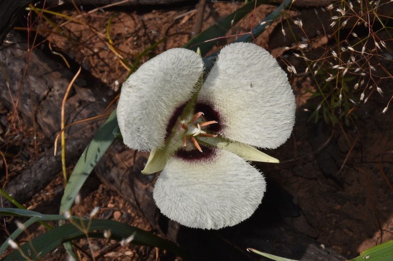 Calochortus umpquaensis subsp. confertus photo 6