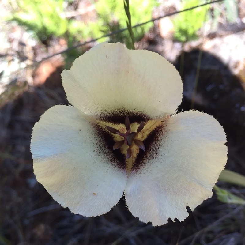 Calochortus umpquaensis subsp. confertus photo 7