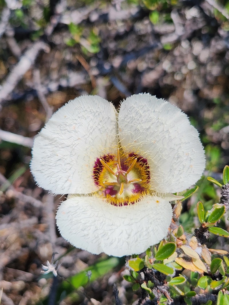 Calochortus umpquaensis subsp. flavicomus