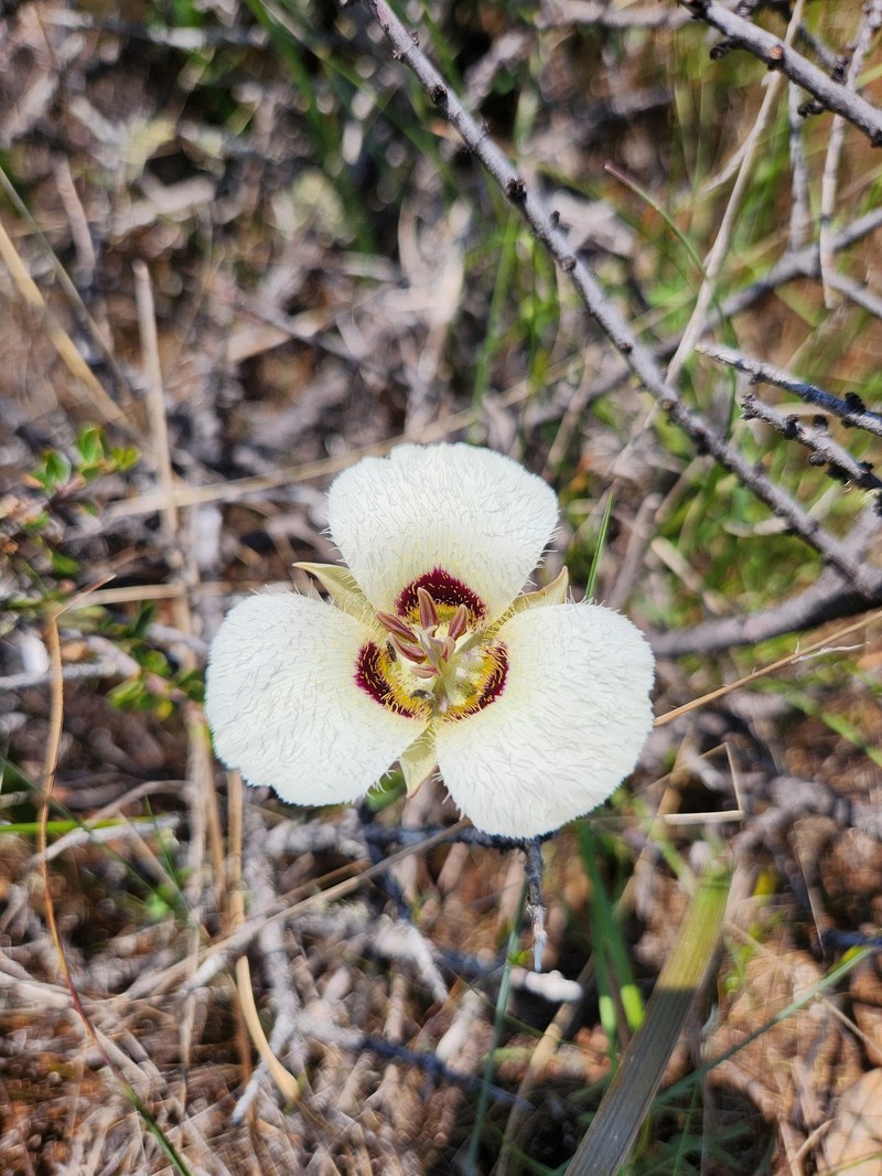 Calochortus umpquaensis subsp. flavicomus photo 2