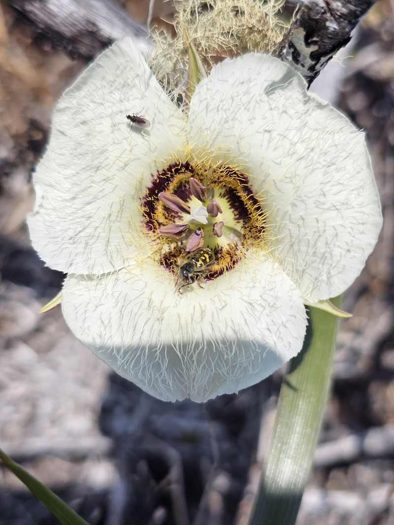 Calochortus umpquaensis subsp. flavicomus photo 3