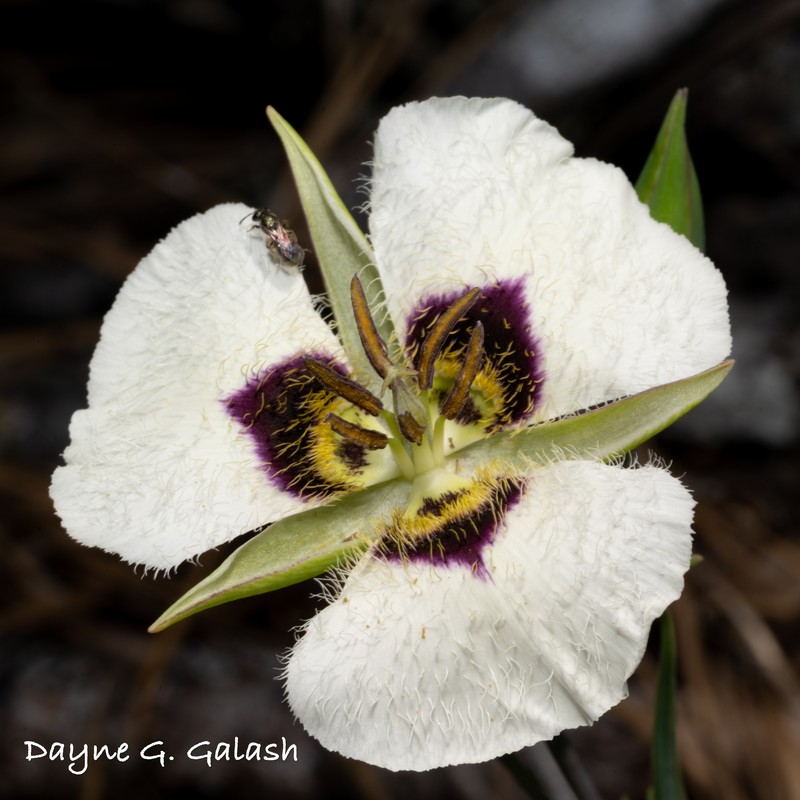 Calochortus umpquaensis subsp. flavicomus photo 4