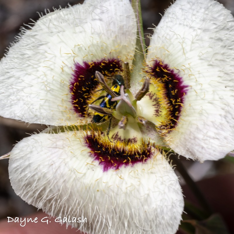 Calochortus umpquaensis subsp. flavicomus photo 5