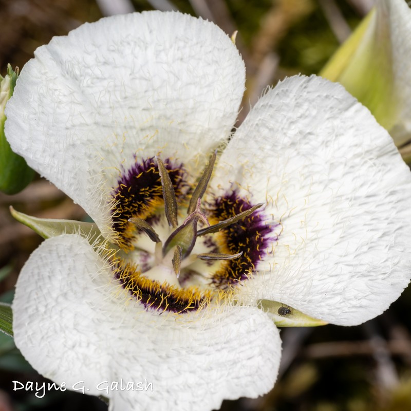 Calochortus umpquaensis subsp. flavicomus photo 6