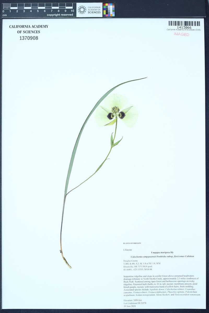 Calochortus umpquaensis subsp. flavicomus photo 7