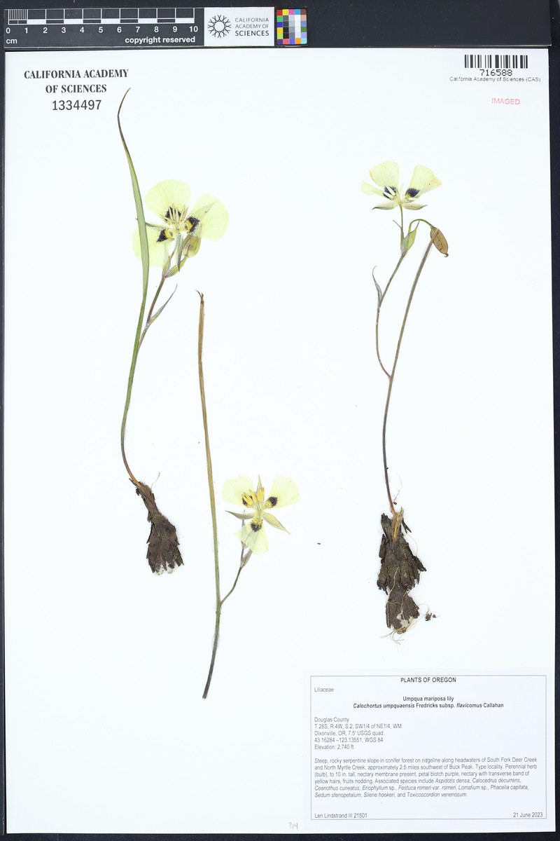 Calochortus umpquaensis subsp. flavicomus photo 8