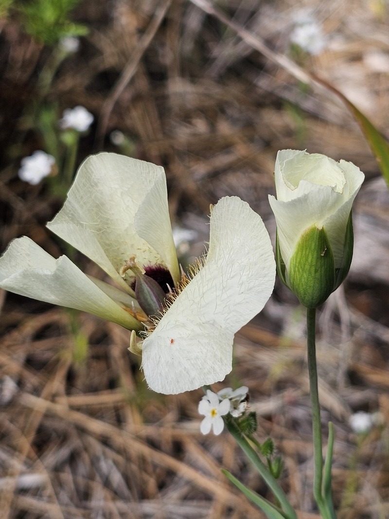 Calochortus umpquaensis subsp. umpquaensis