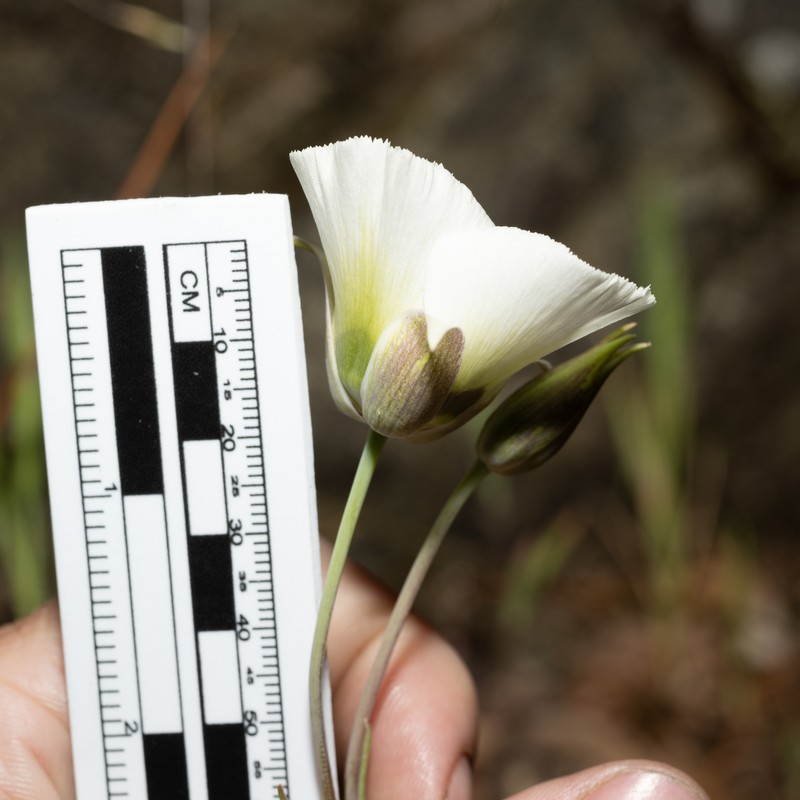 Calochortus umpquaensis subsp. umpquaensis photo 2
