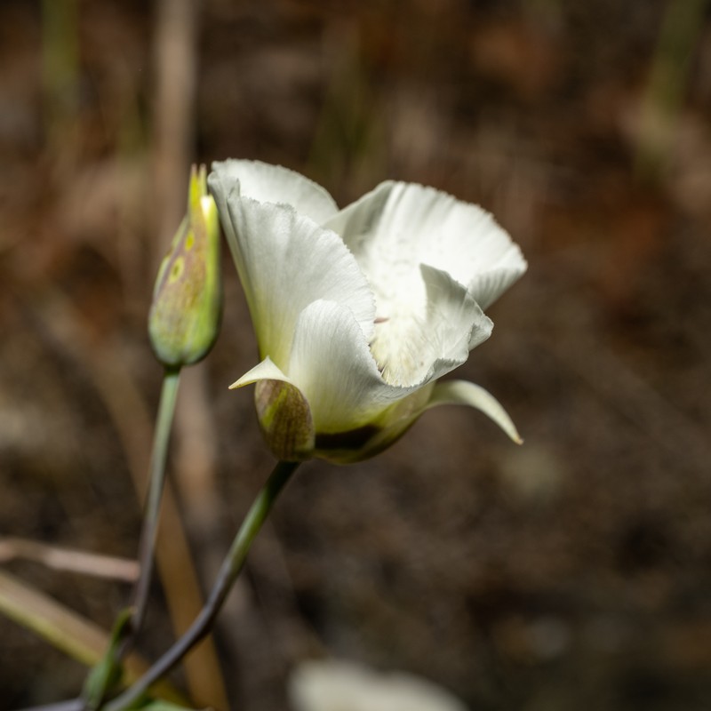 Calochortus umpquaensis subsp. umpquaensis photo 3