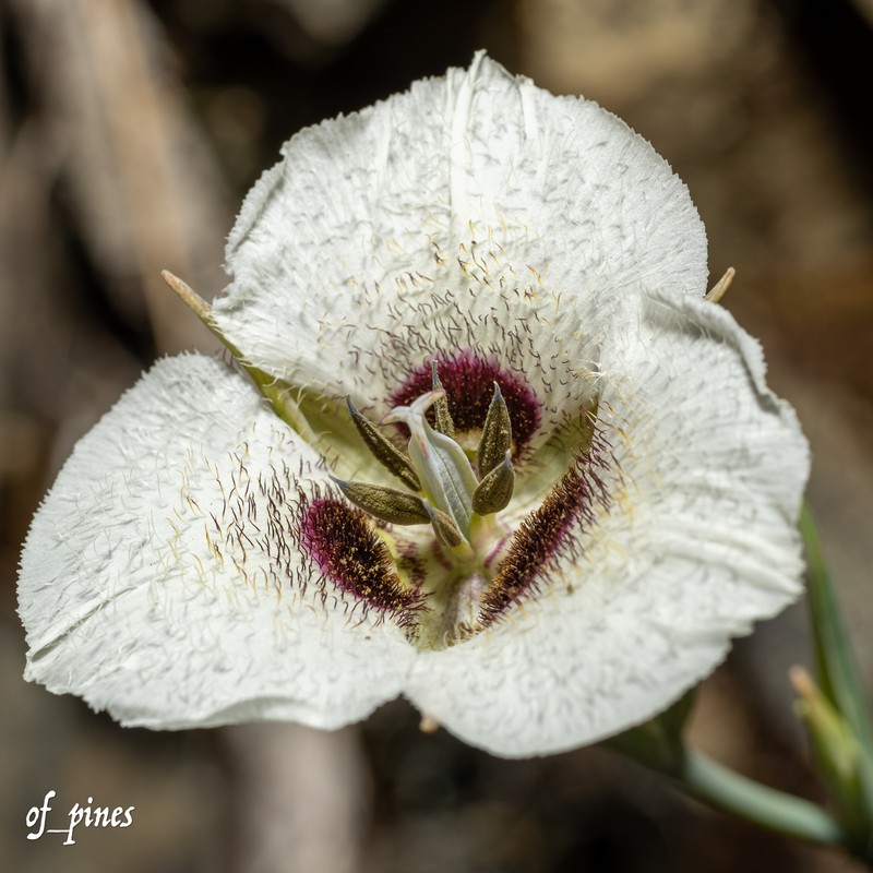 Calochortus umpquaensis subsp. umpquaensis photo 4