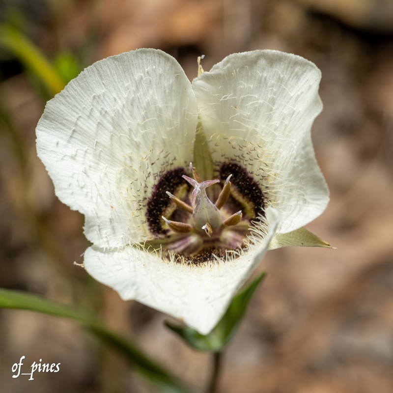 Calochortus umpquaensis subsp. umpquaensis photo 5