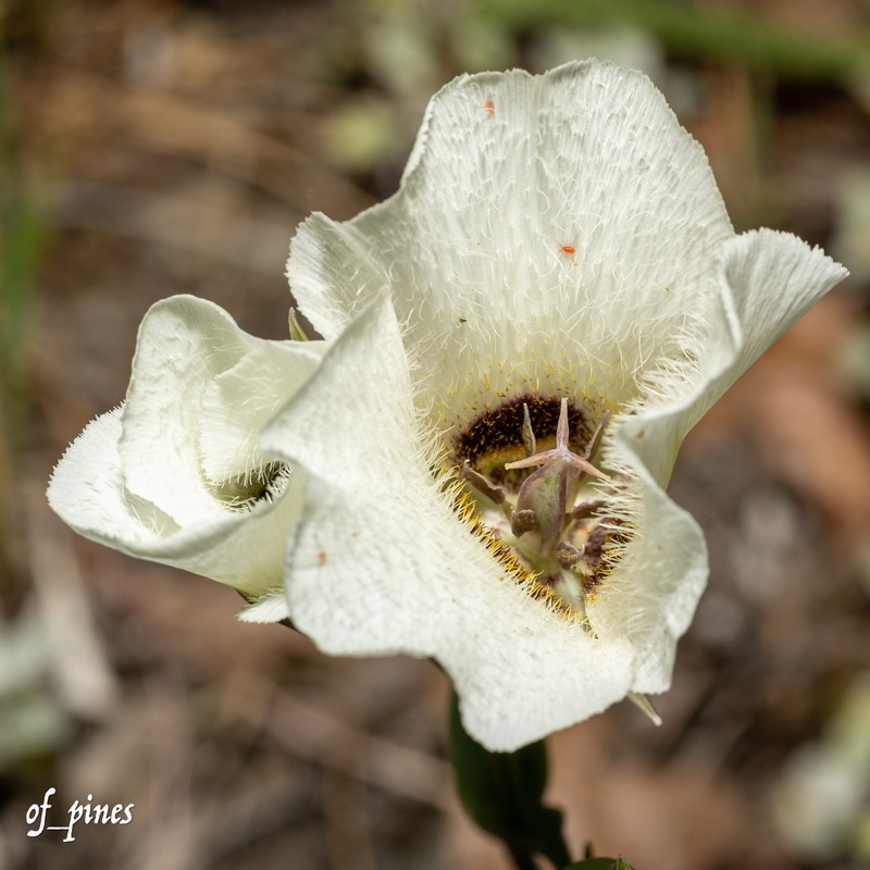 Calochortus umpquaensis subsp. umpquaensis photo 6