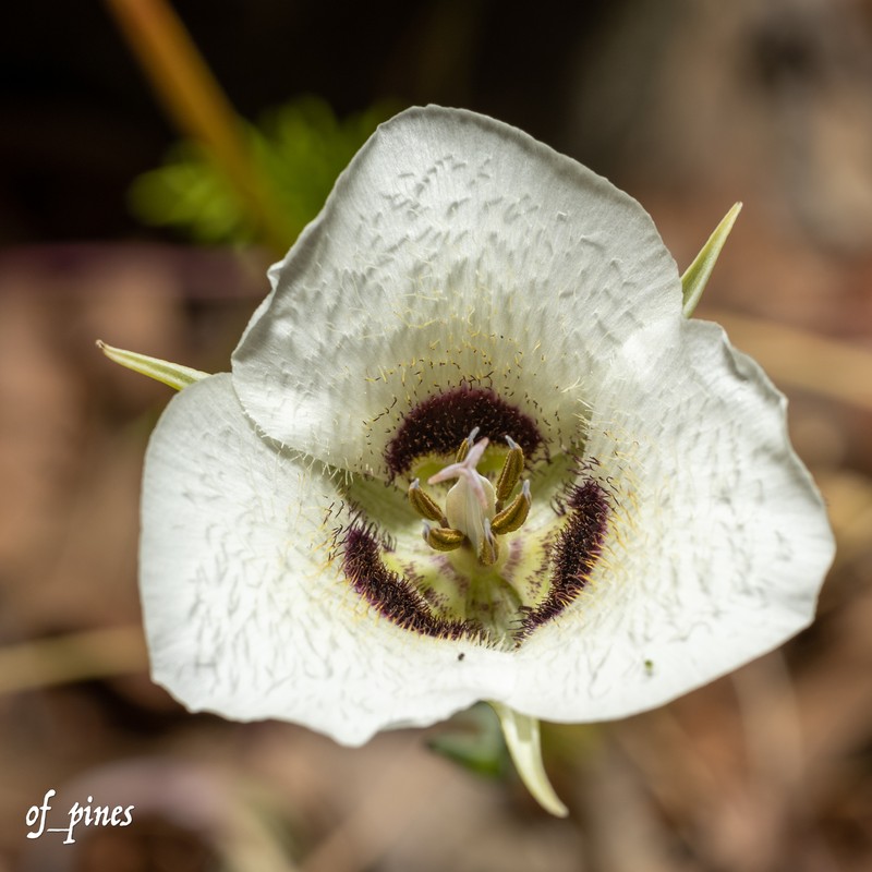 Calochortus umpquaensis subsp. umpquaensis photo 7