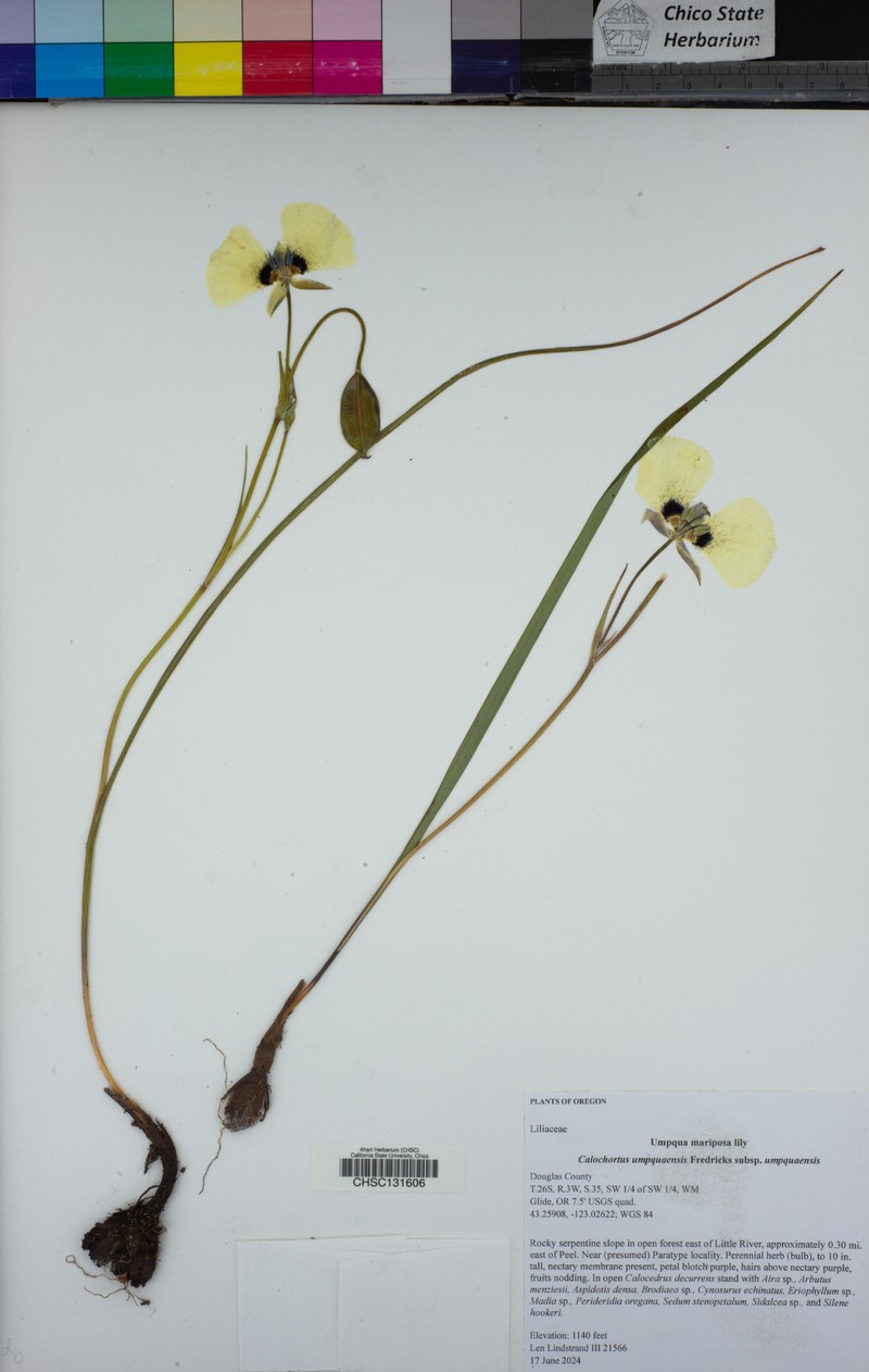 Calochortus umpquaensis subsp. umpquaensis photo 8