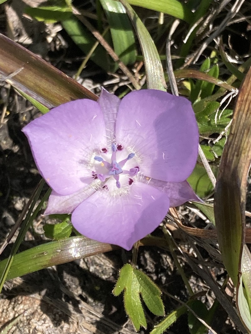 Monterey Mariposa Lily
