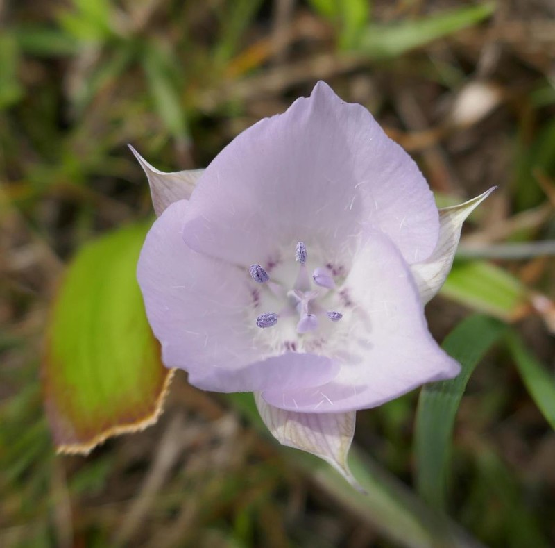 Monterey Mariposa Lily
