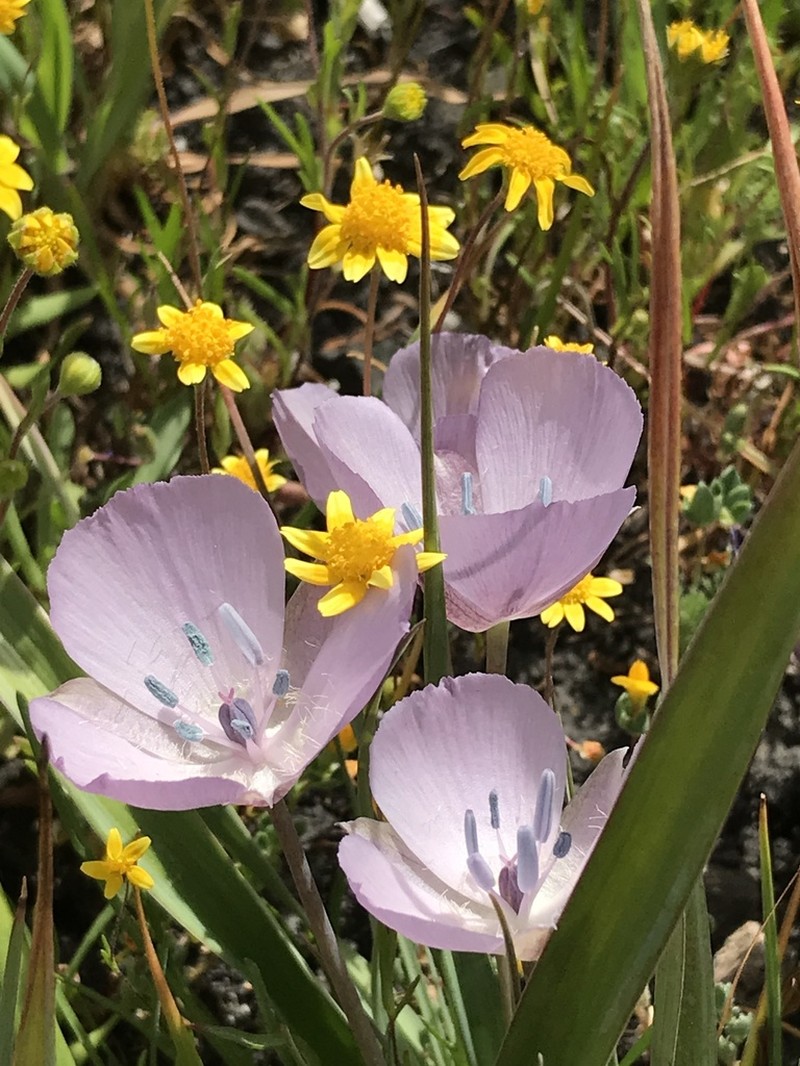 Monterey Mariposa Lily photo 2