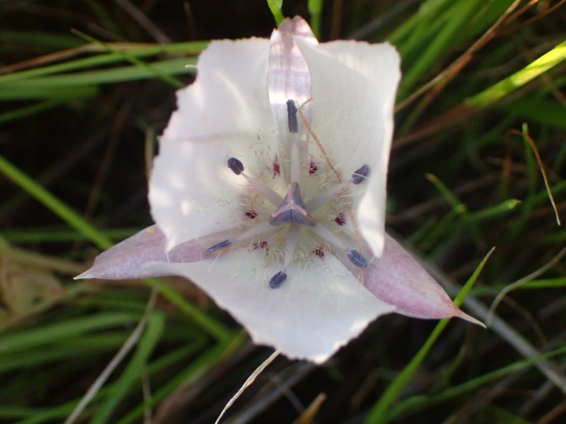Monterey Mariposa Lily photo 3