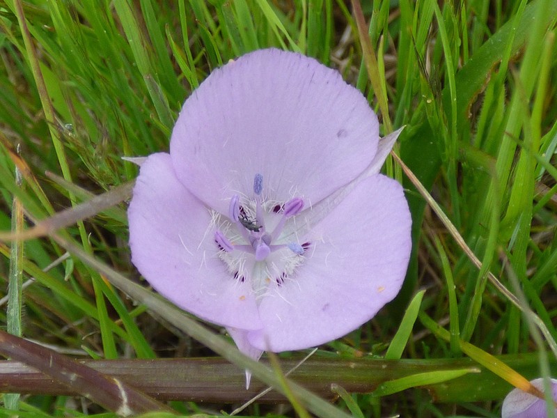 Monterey Mariposa Lily photo 4
