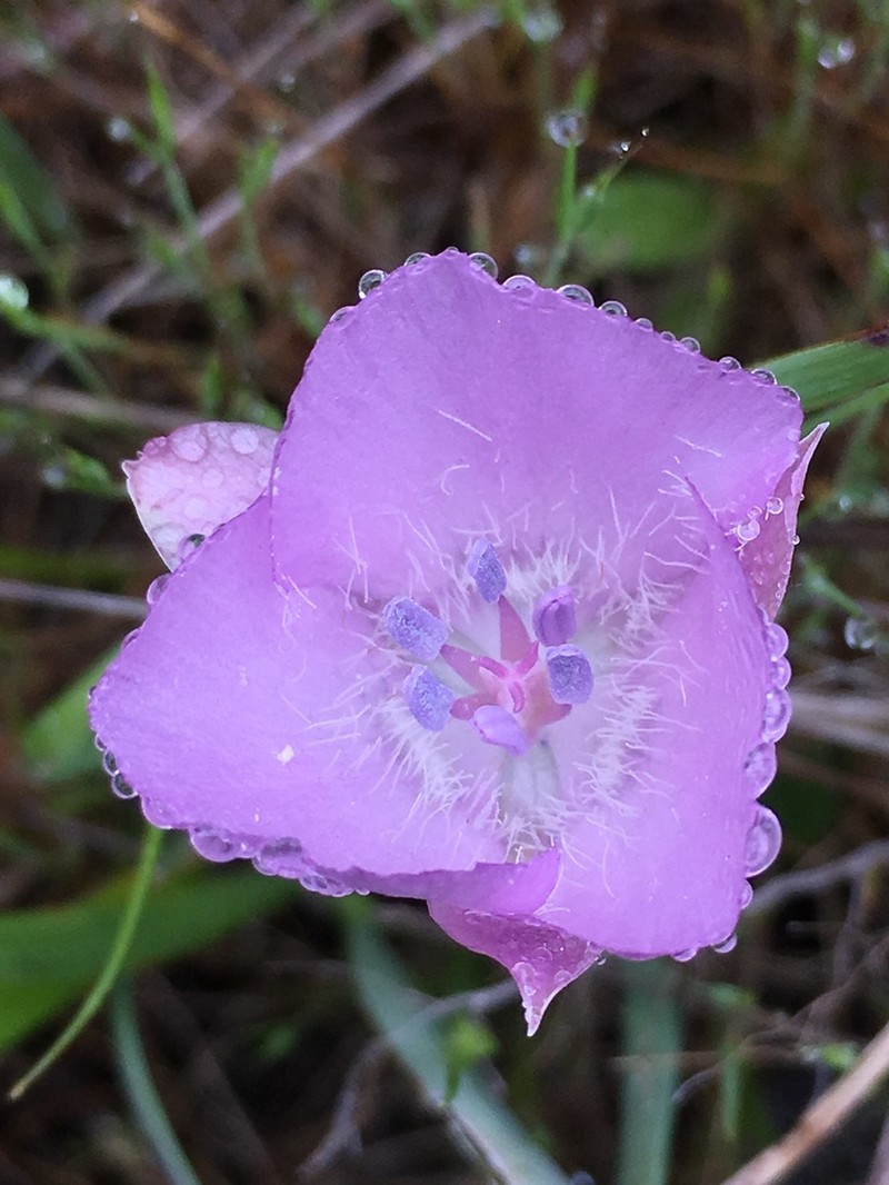 Monterey Mariposa Lily photo 5