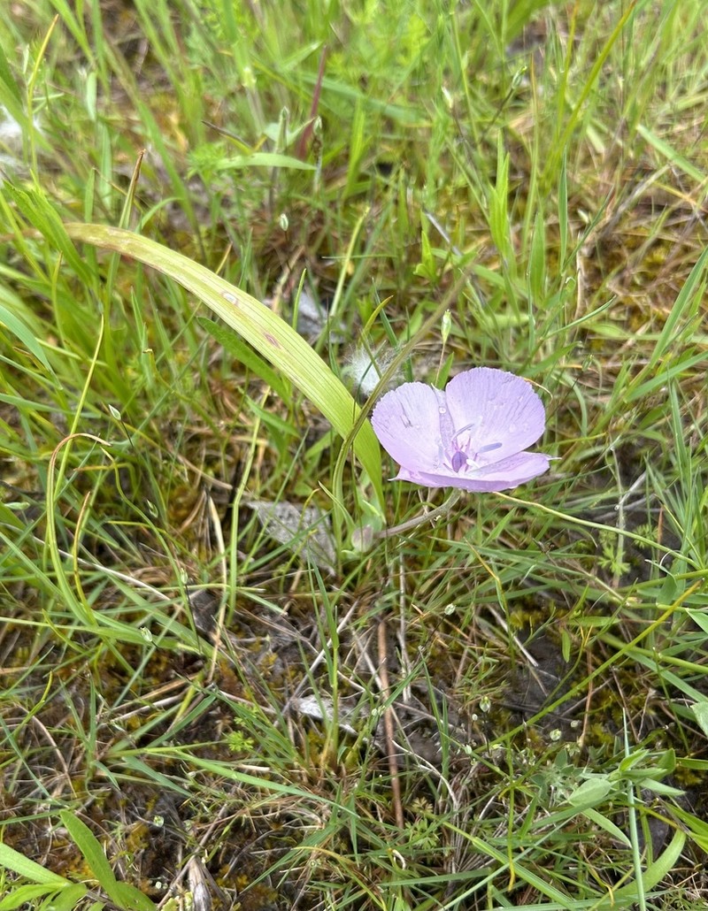 Monterey Mariposa Lily photo 7
