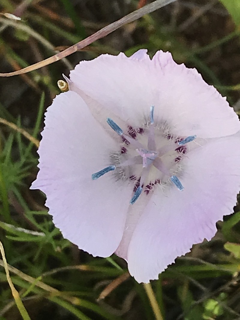 Monterey Mariposa Lily photo 8