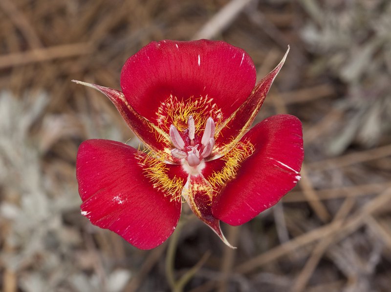 Butterfly Mariposa Lily photo 2