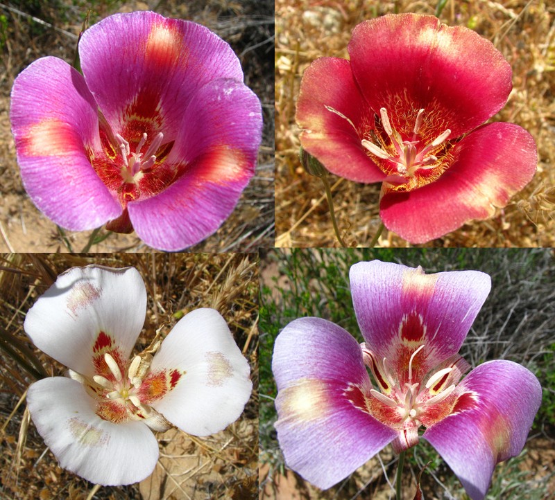 Butterfly Mariposa Lily photo 3