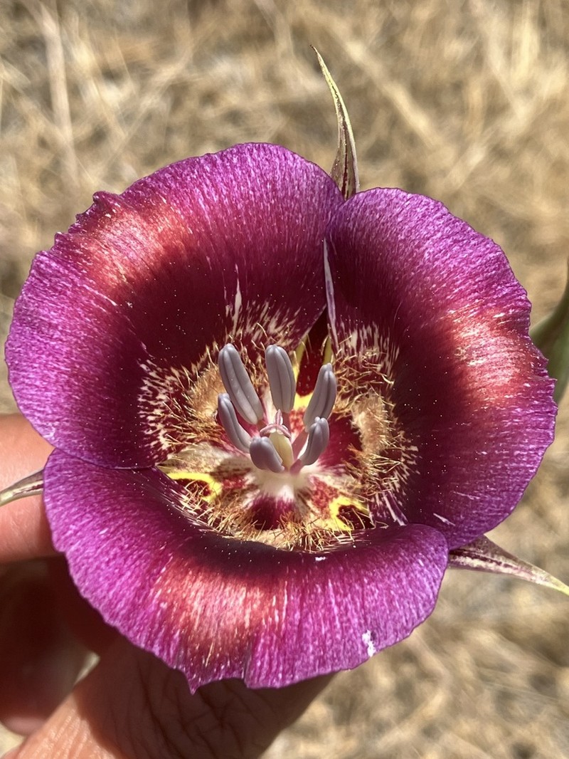 Butterfly Mariposa Lily photo 4