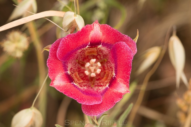 Butterfly Mariposa Lily photo 5