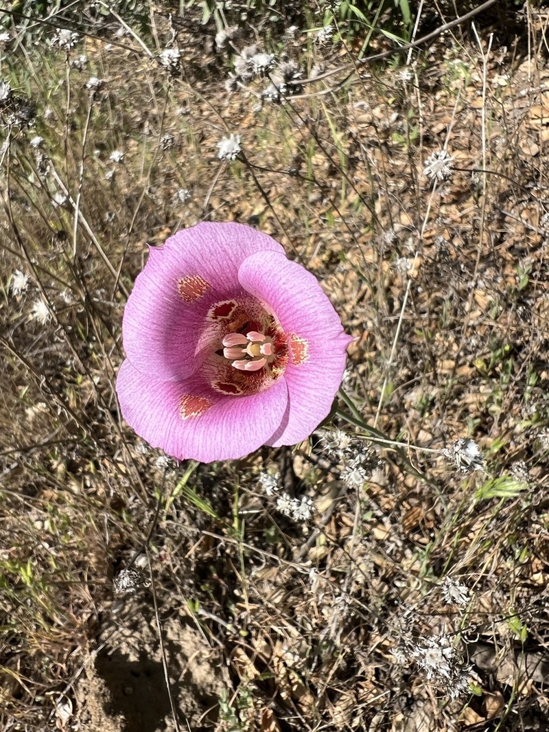 Butterfly Mariposa Lily photo 6