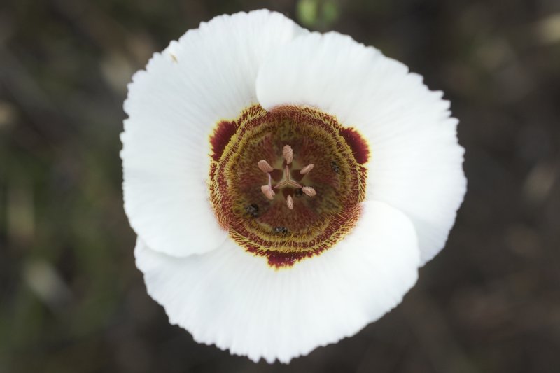 Coast Range Mariposa Lily