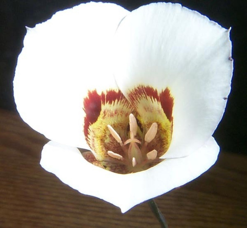 Coast Range Mariposa Lily photo 2