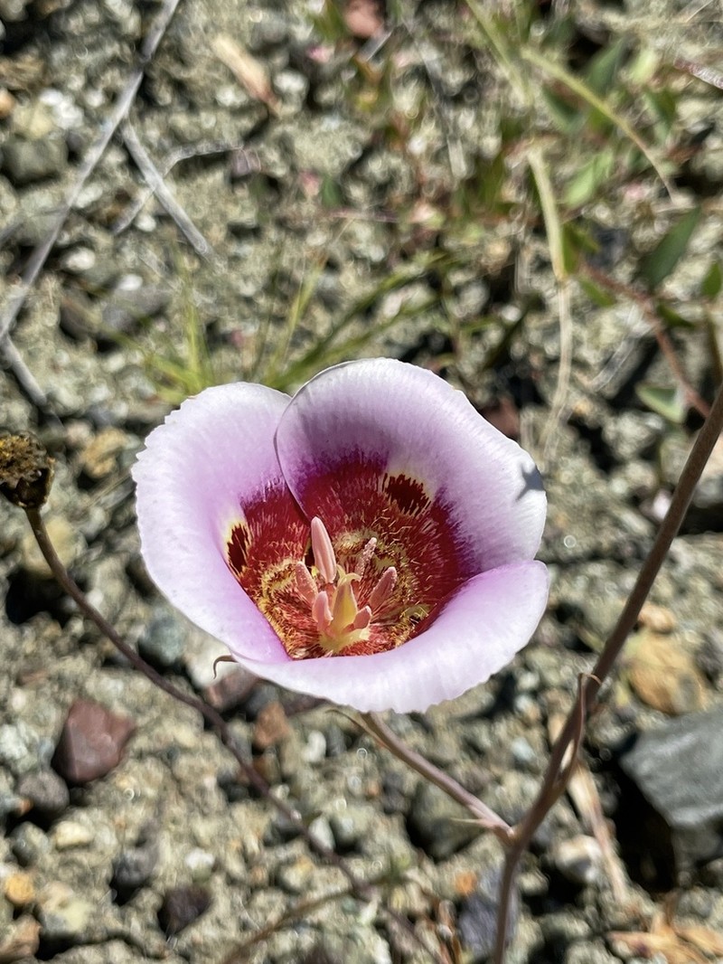 Coast Range Mariposa Lily photo 3