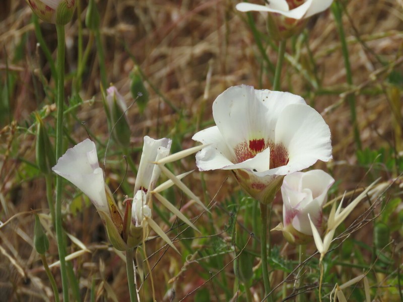 Coast Range Mariposa Lily photo 4