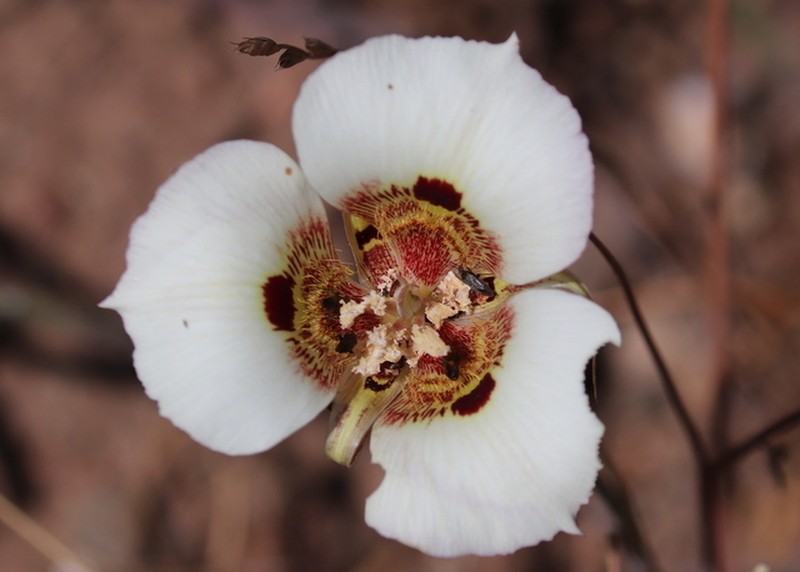 Coast Range Mariposa Lily photo 5