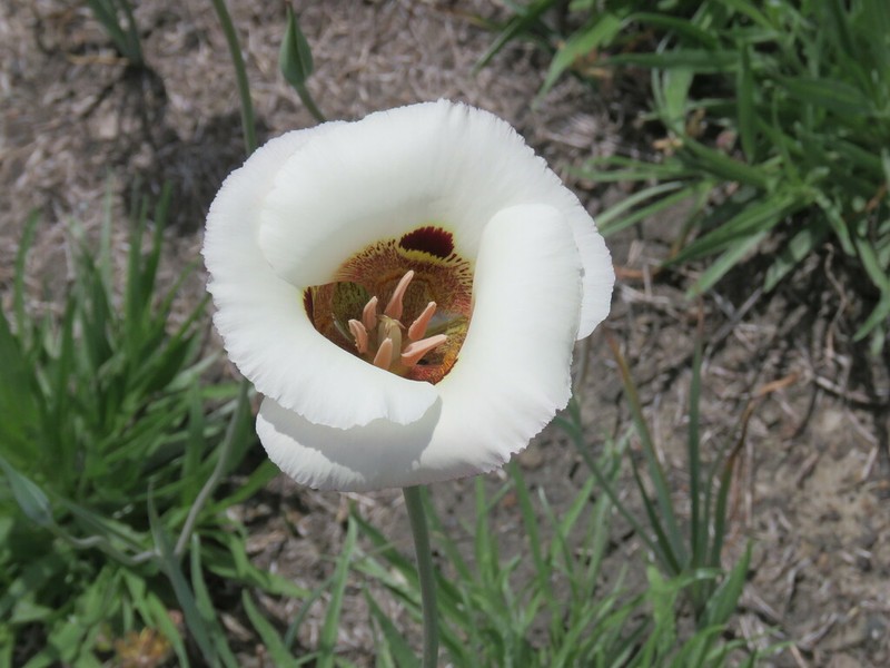 Coast Range Mariposa Lily photo 6