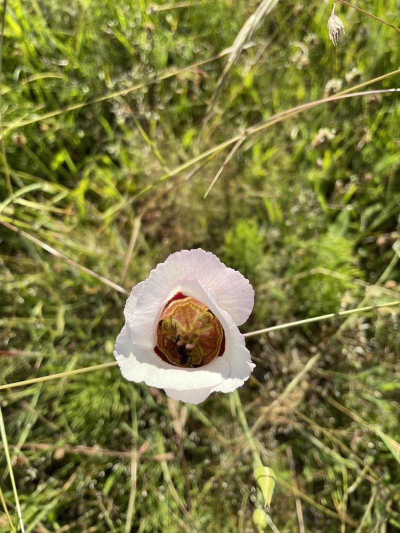 Coast Range Mariposa Lily photo 7