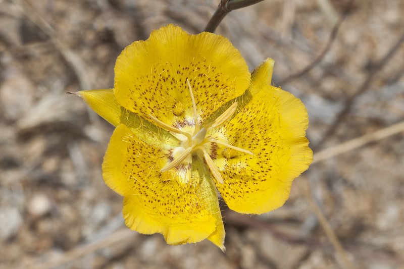 Weed's Mariposa Lily photo 2