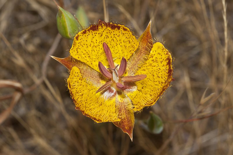 Weed's Mariposa Lily photo 3