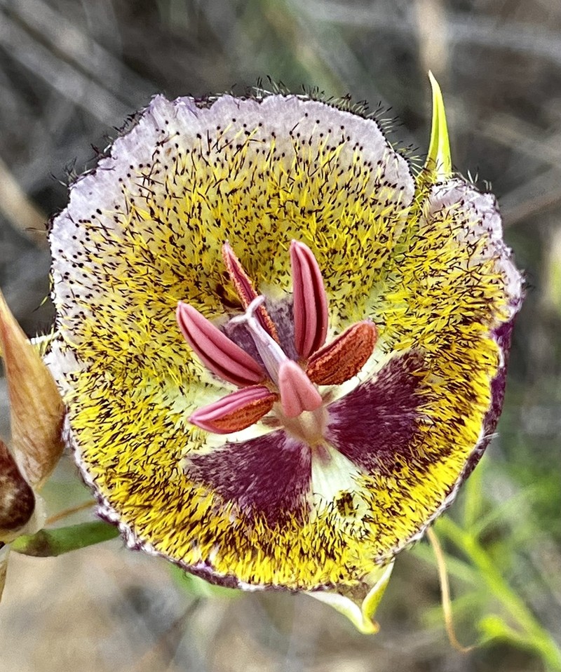 Weed's Mariposa Lily photo 4