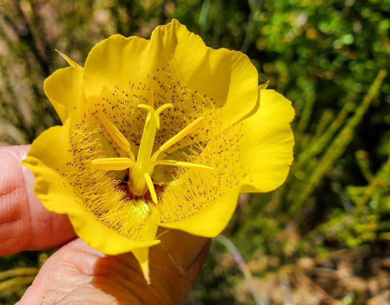 Weed's Mariposa Lily photo 5