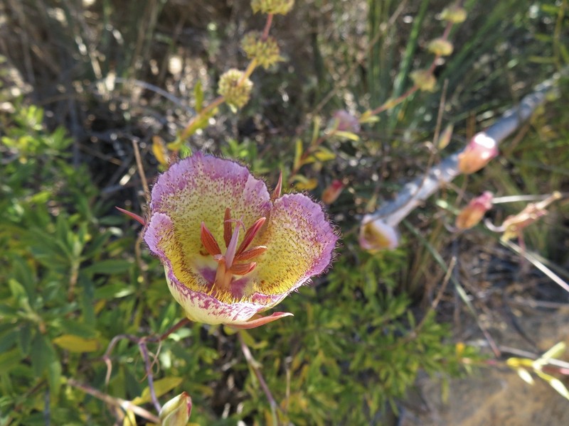 Weed's Mariposa Lily photo 6