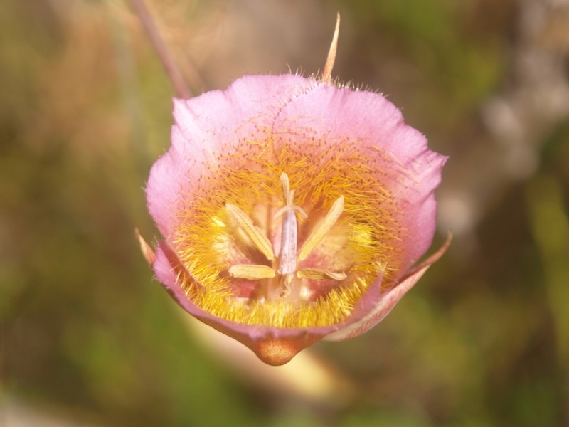 Weed's Mariposa Lily photo 7