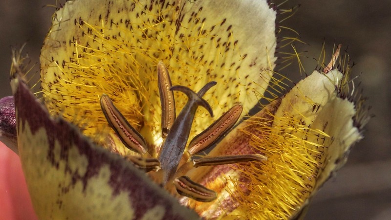 Calochortus weedii var. intermedius