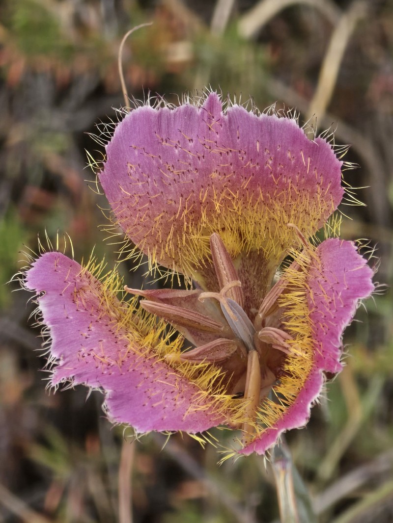 Calochortus weedii var. intermedius photo 2