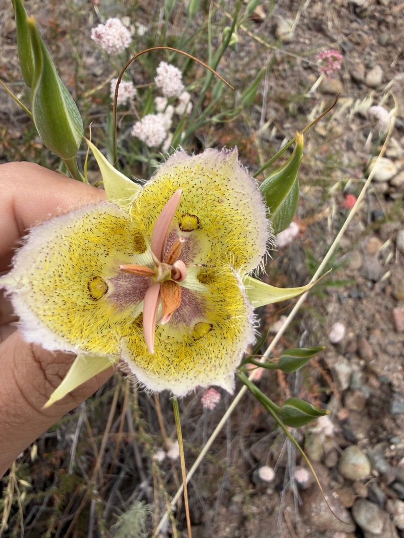 Calochortus weedii var. intermedius photo 3