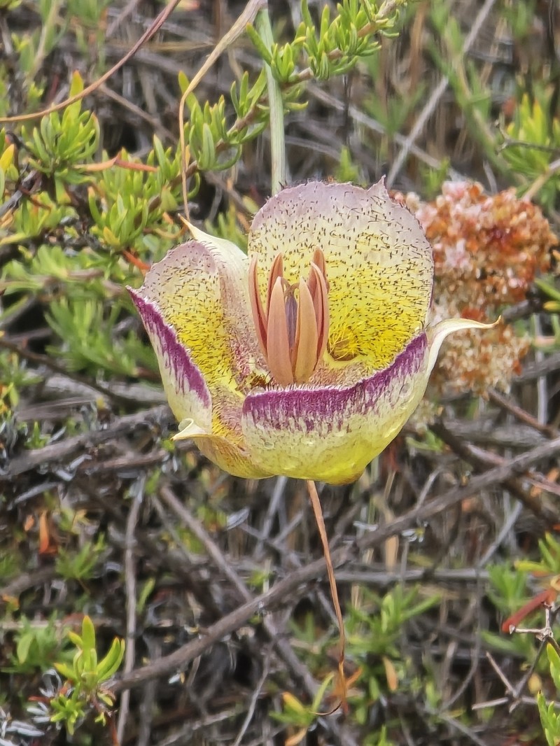 Calochortus weedii var. intermedius photo 4